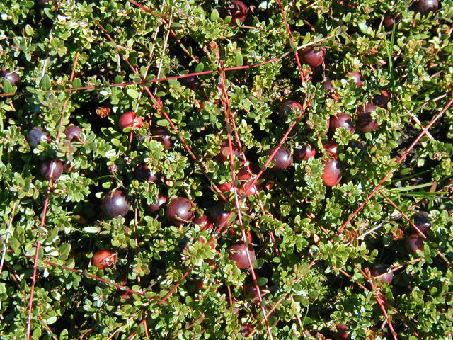 Cranberries