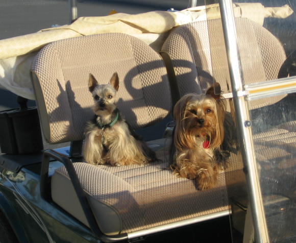 Dogs Dogs