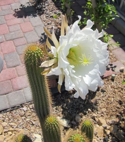 Cactus Cactus