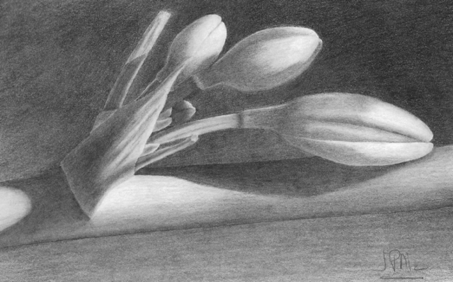 Aloe Vera Bud Drawing