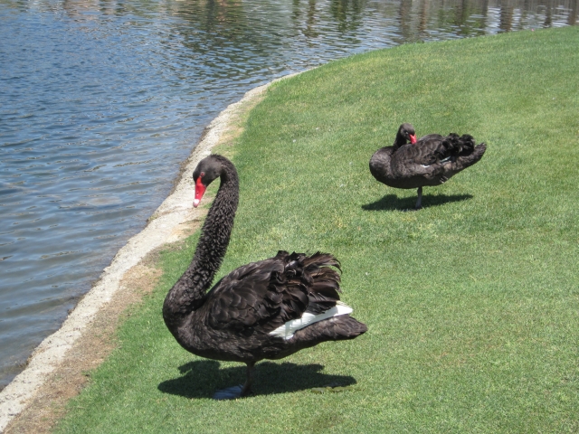 Black swans Black swans