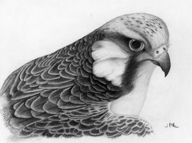 Hawk Hawk