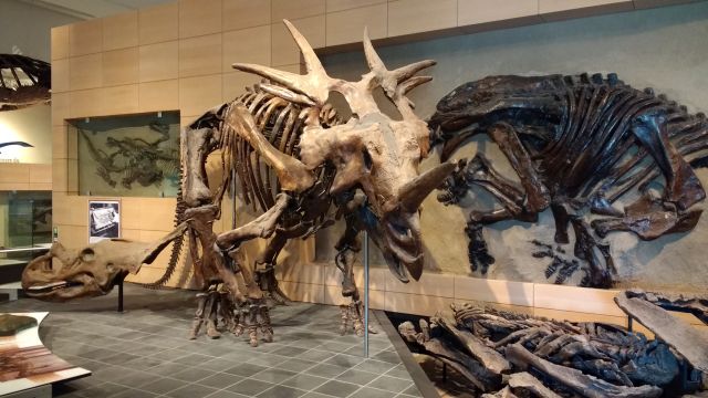 Canadian Museum of Nature Canadian Museum of Nature