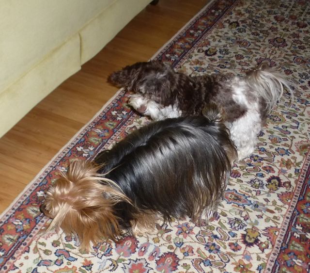Max, Xochitl Max, Xochitl