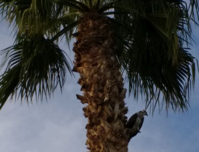 Osprey Osprey