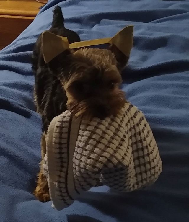 Bo Bo