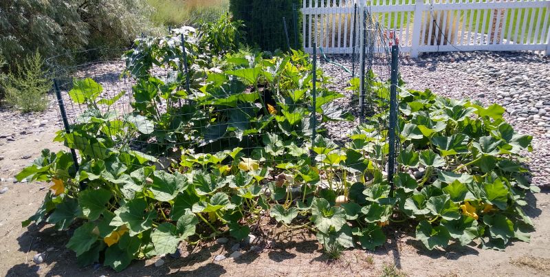 Garden Garden