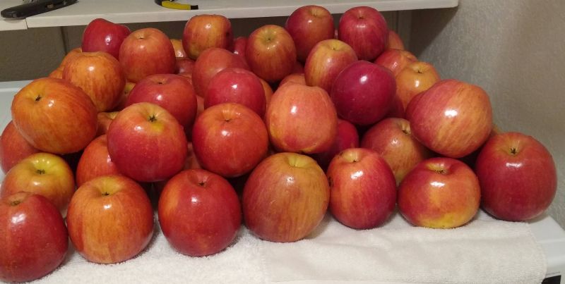 Apples Apples