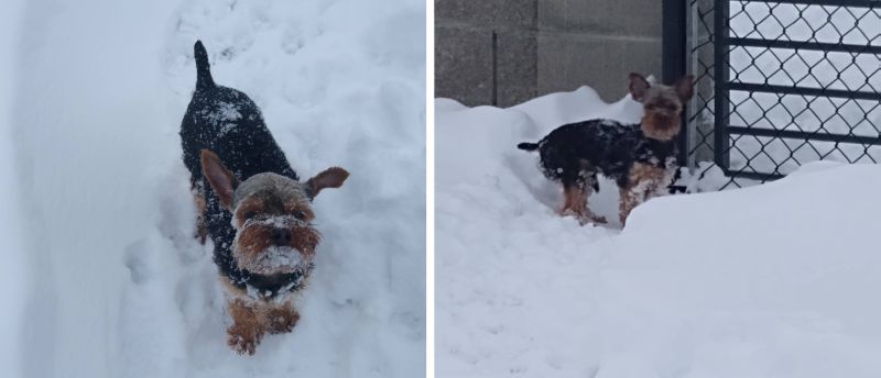 Bo Snow Bo Snow
