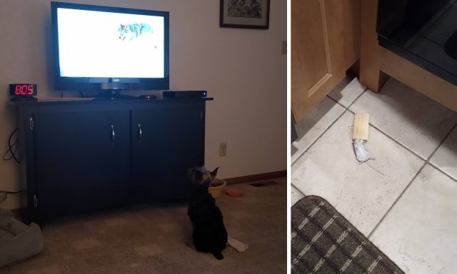 TV and mouse TV and mouse