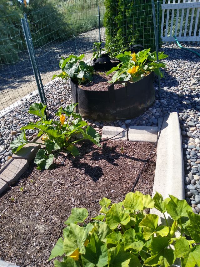 Garden Garden