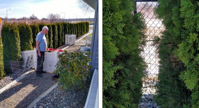 Fence and hedge Fence and hedge