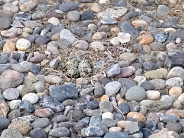 Killdeer eggs Killdeer eggs