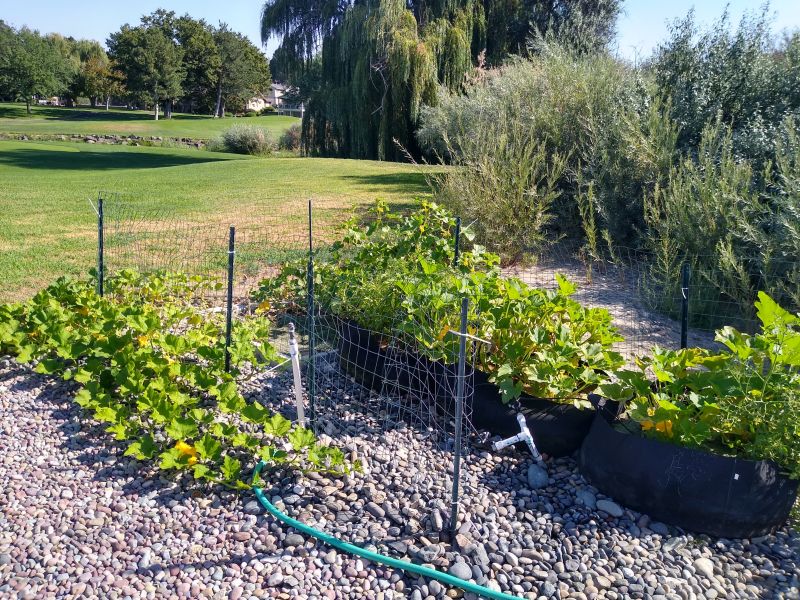 Garden Garden