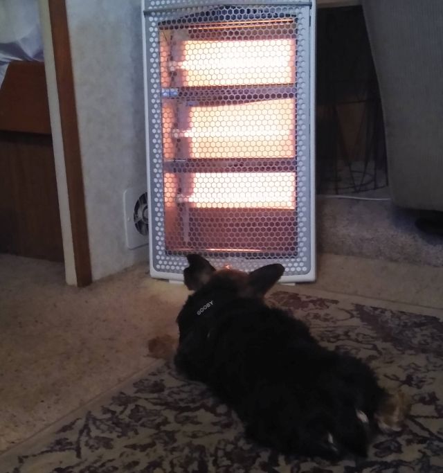 Bo Bo