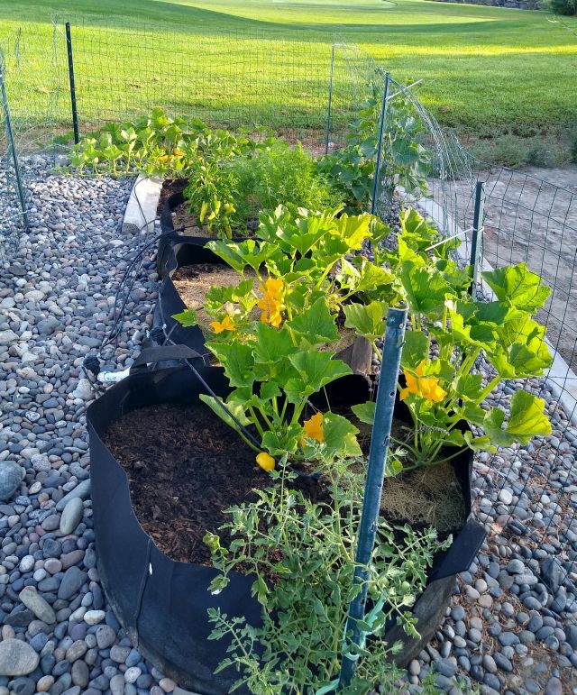 Garden Garden