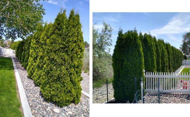 Side yard before Side yard before