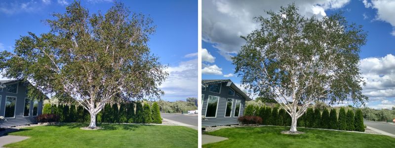 Birch tree Birch tree
