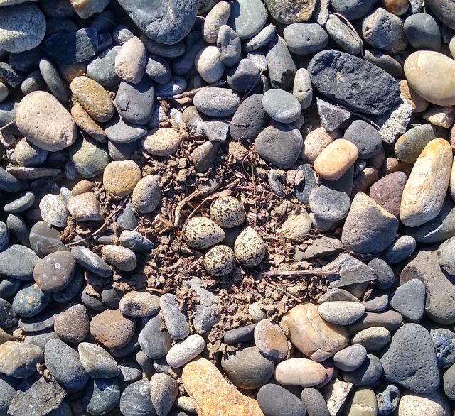 Killdeer eggs Killdeer eggs