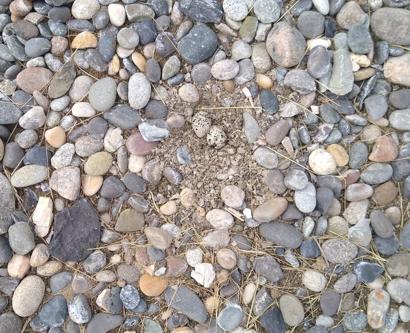 Killdeer eggs Killdeer eggs