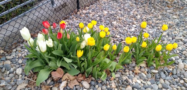 Tulips Tulips