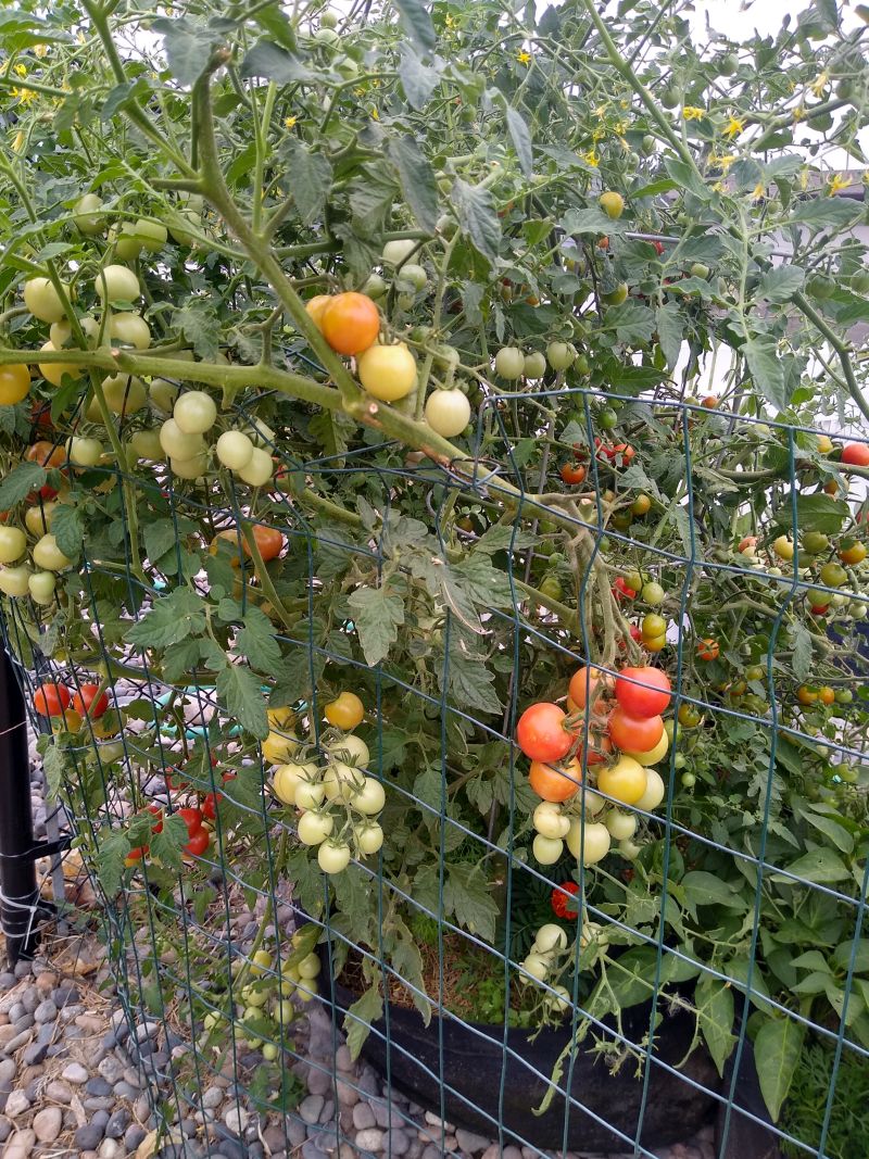 Tomatoes Tomatoes