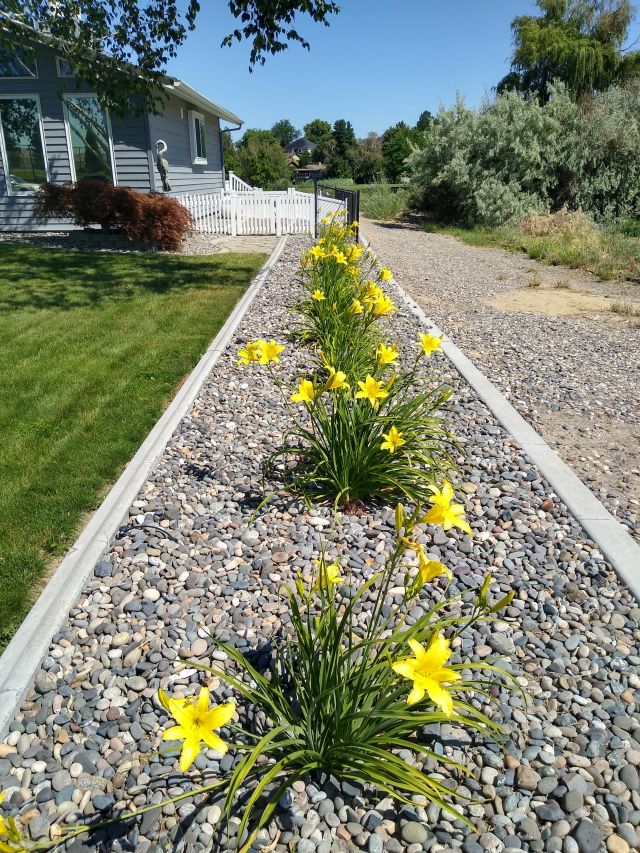 Day lilies Day lilies