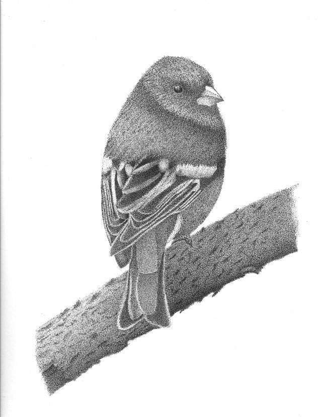 Dot bird Dot bird