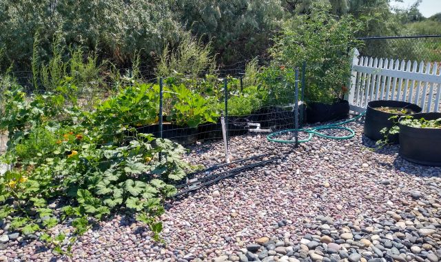 Garden Garden