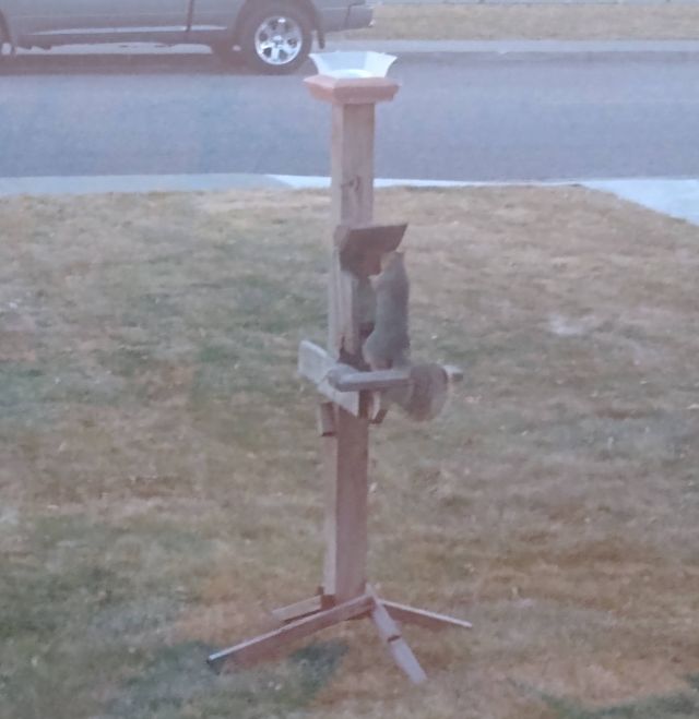Squirrel Squirrel