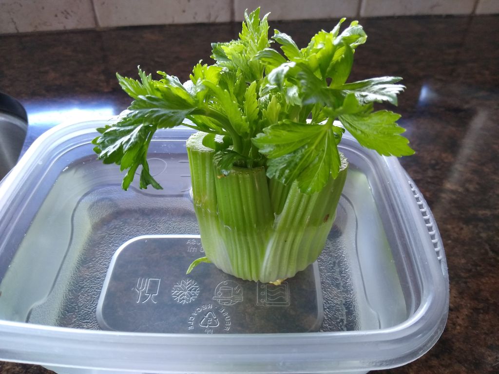 Celery Celery