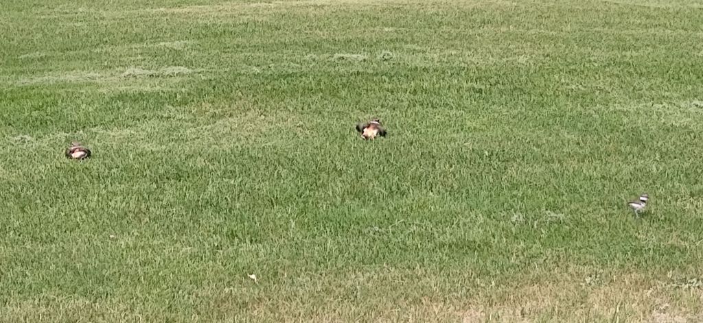 Killdeer Killdeer
