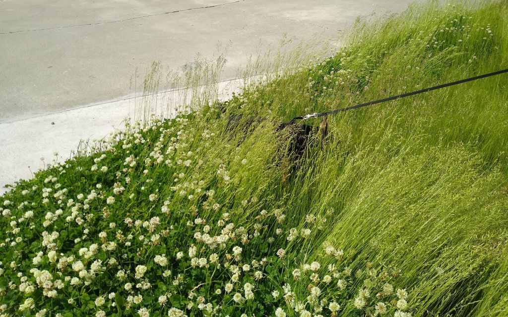 No Mow May No Mow May