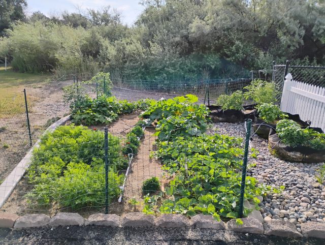 Garden Garden