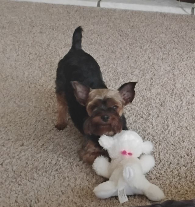 Bo bo