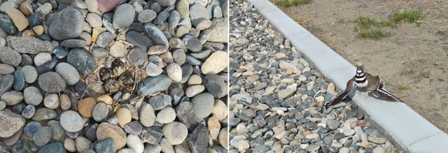 Killdeer Killdeer