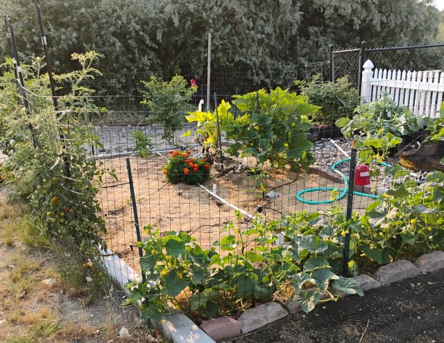 Garden Garden