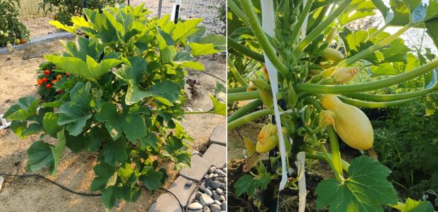 Healthy squash plants Healthy squash plants
