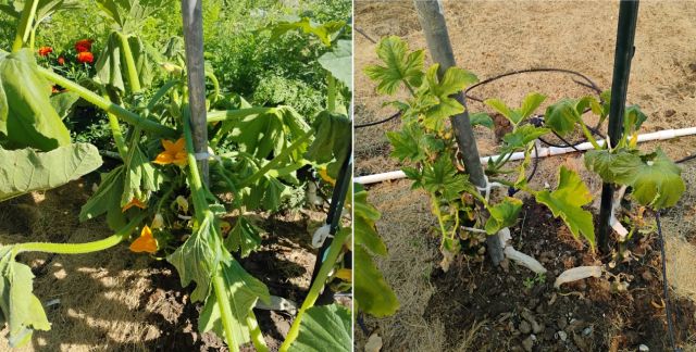 Sick squash plants Sick squash plants