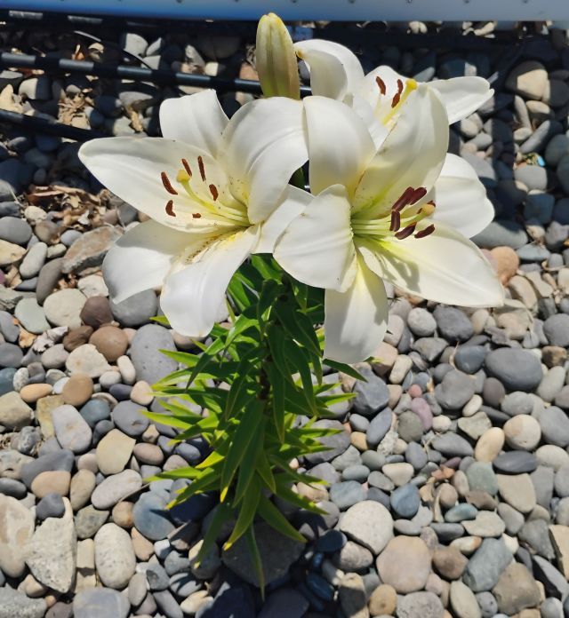 Lily Lily